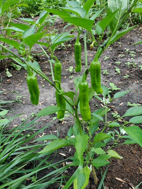 Young Hot Peppers - July 15